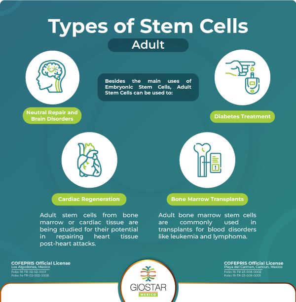 Infographic image of uses of Adult Stem Cells