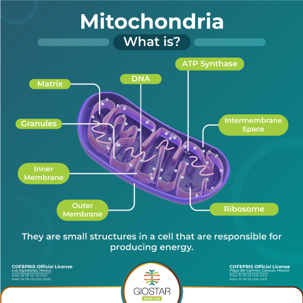 What is a Mitochondria An infography of what is a Mitochondria