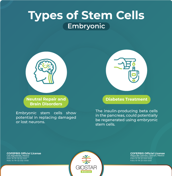 Infographic image of uses of Embryonic Stem Cells