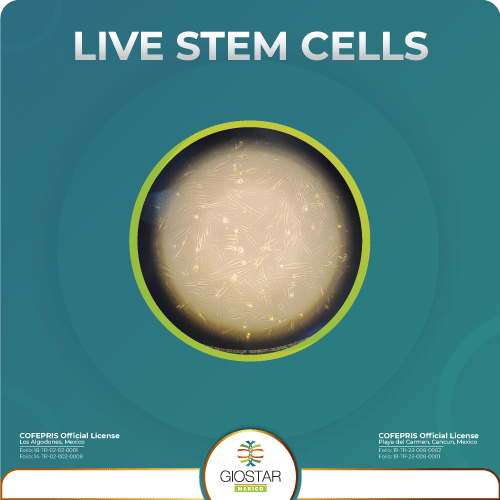 Real_Mesenchymal_Stem_Cells_Under_Microscope Image of live stem cells under a microscope