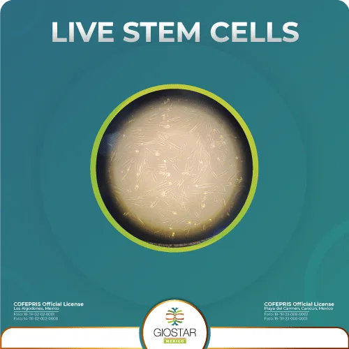 Mesenchymal stem cells microscope view
