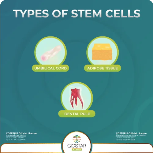 Types of mesenchymal stem cells for stem cell therapy