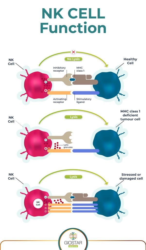 nk cell function