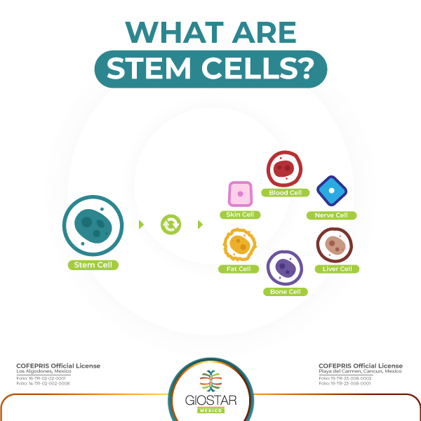 what are stem cells